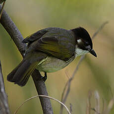 Bulbul de Chine