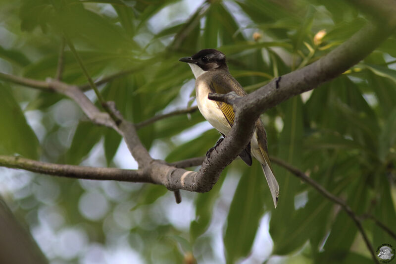 Bulbul de Chinesubadulte, identification