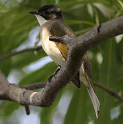 Light-vented Bulbul