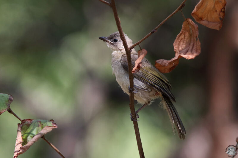 Bulbul de Chinejuvénile, identification