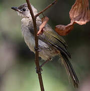 Light-vented Bulbul