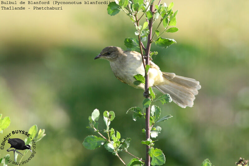 Bulbul de Conradadulte nuptial