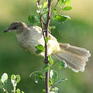 Bulbul de Conrad