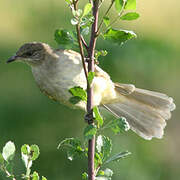 Streak-eared Bulbul