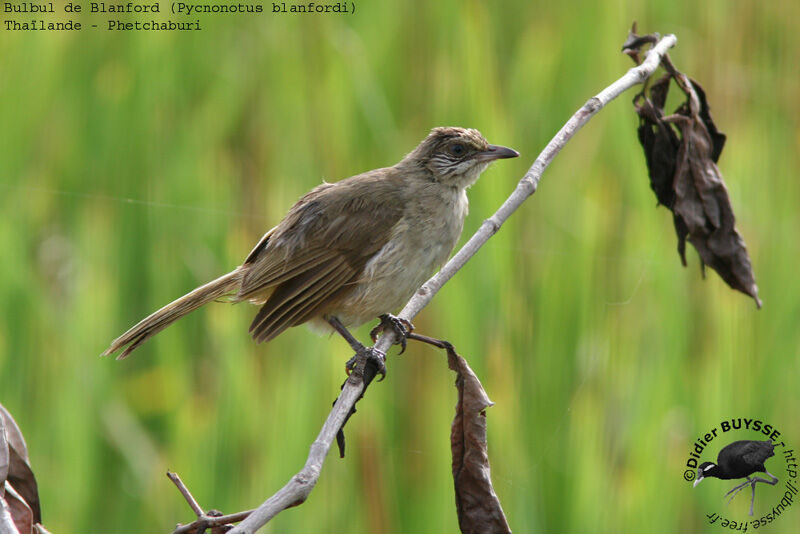 Bulbul de Conradadulte nuptial