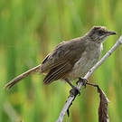 Bulbul de Conrad
