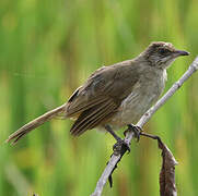 Streak-eared Bulbul