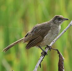 Bulbul de Conrad