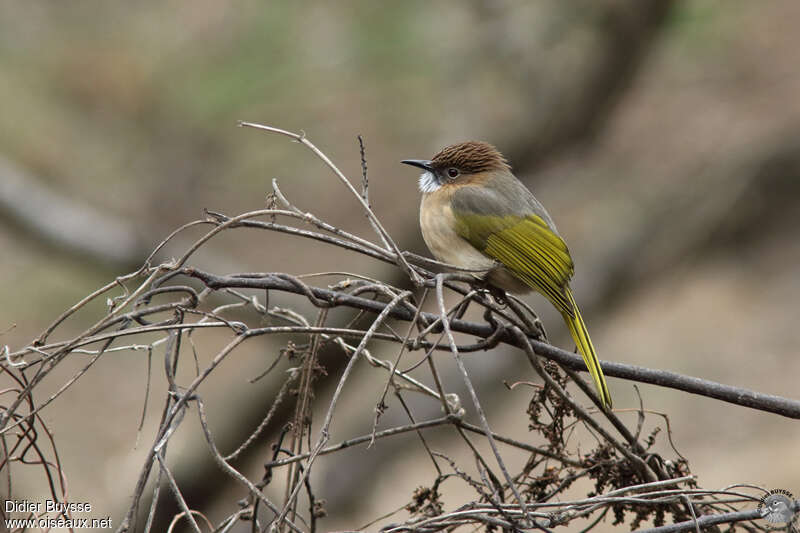 Bulbul de McClellandadulte, identification