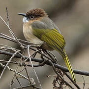 Mountain Bulbul