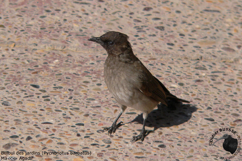 Bulbul des jardinsadulte nuptial