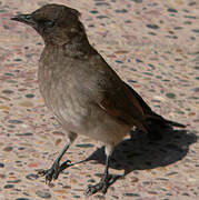 Common Bulbul