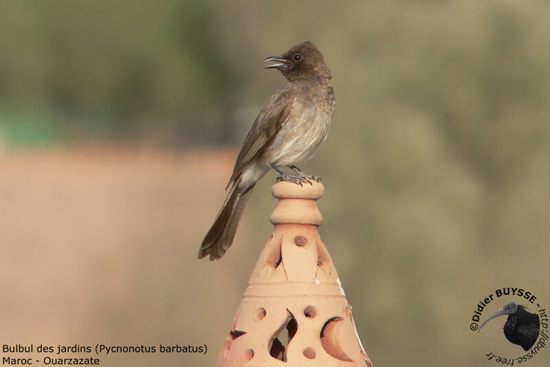 Bulbul des jardinsadulte nuptial