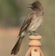 Common Bulbul