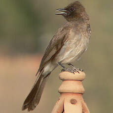 Bulbul des jardins