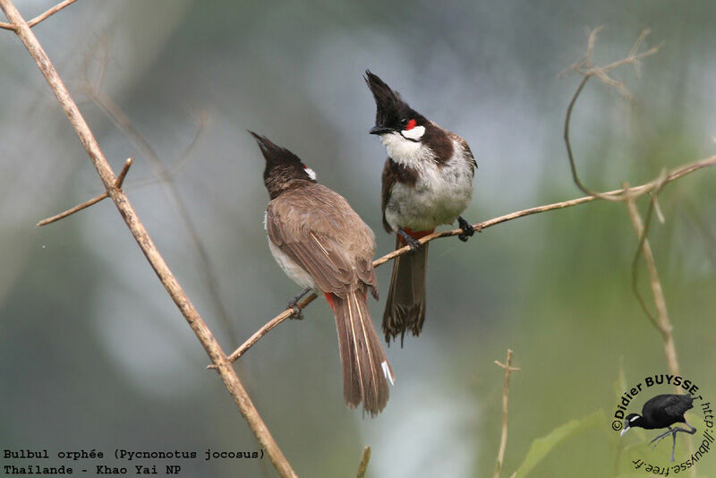 Bulbul orphéeadulte nuptial