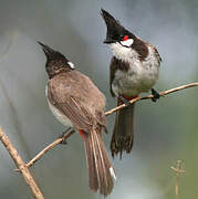 Red-whiskered Bulbul