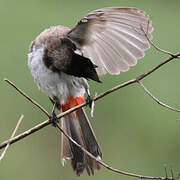 Red-whiskered Bulbul