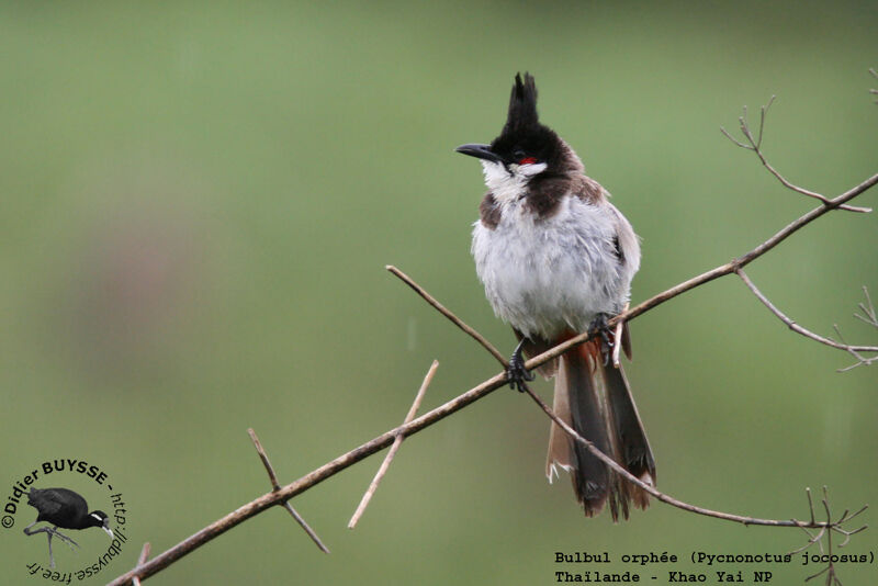 Bulbul orphéeadulte nuptial