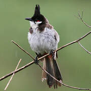 Red-whiskered Bulbul