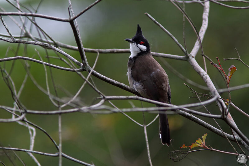 Bulbul orphéeadulte, identification