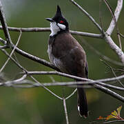 Red-whiskered Bulbul