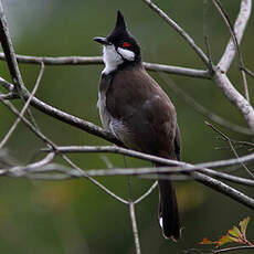 Bulbul orphée