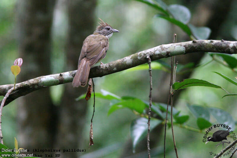 Bulbul pâleadulte