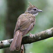 Puff-throated Bulbul