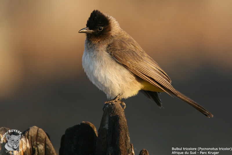 Dark-capped Bulbul