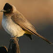 Bulbul tricolore