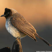 Dark-capped Bulbul