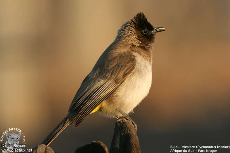 Bulbul tricoloreadulte, identification