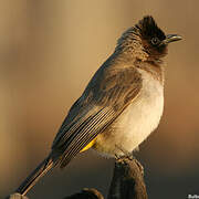 Dark-capped Bulbul