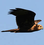 Eastern Marsh Harrier