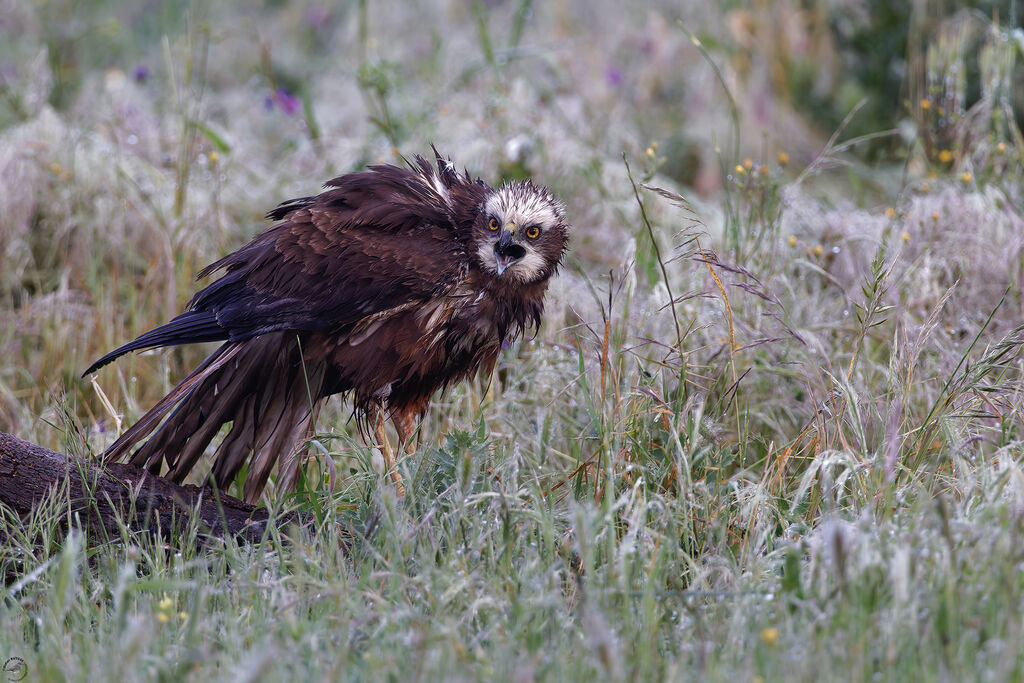 Busard des roseaux mâle immature