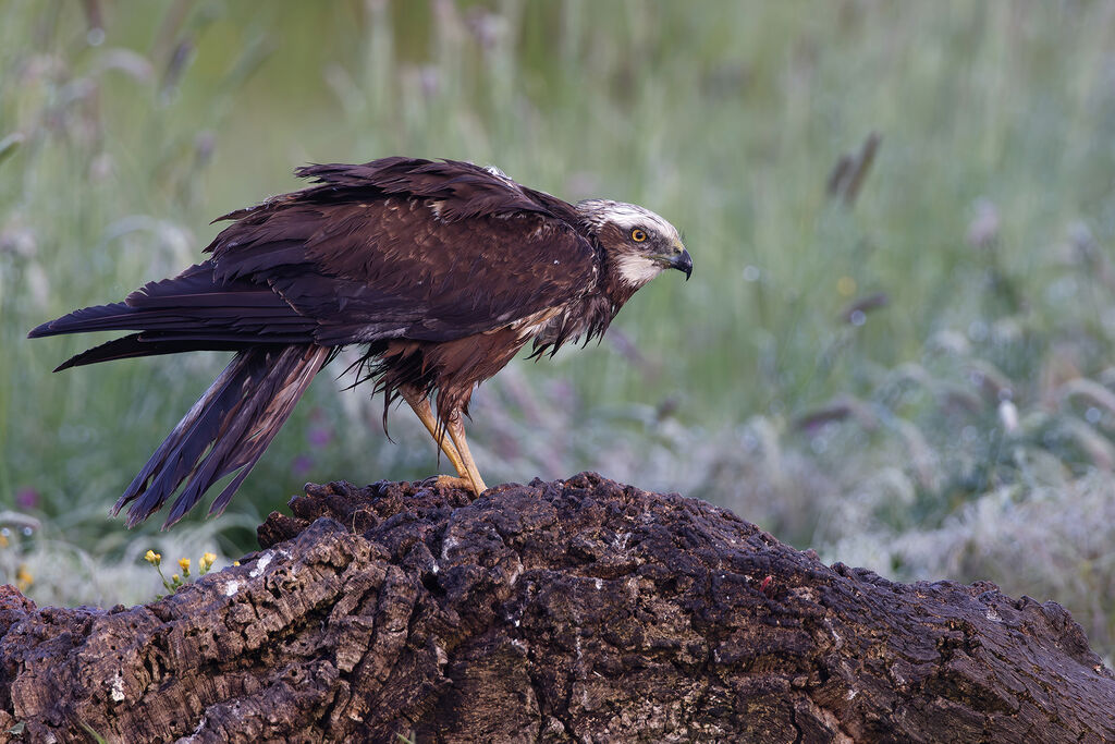 Busard des roseaux mâle immature