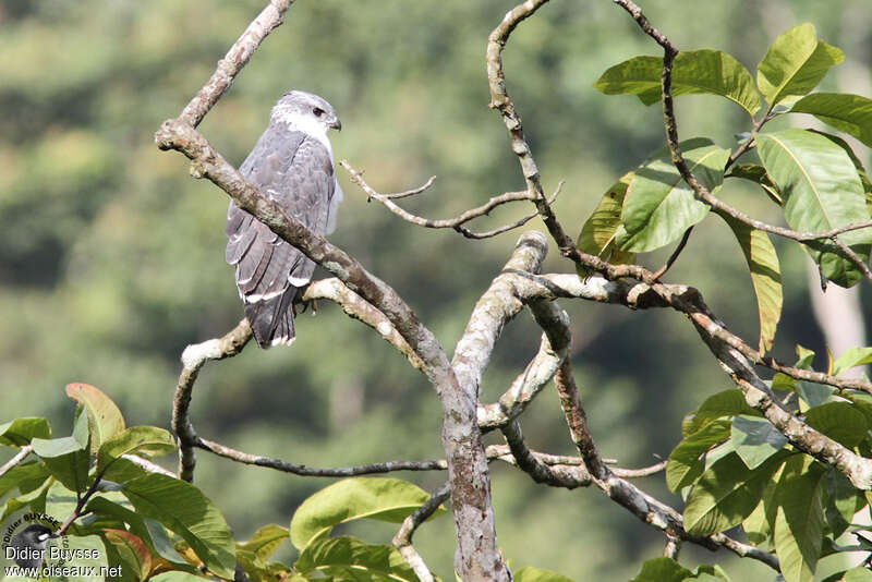 Buse à dos grisadulte, identification