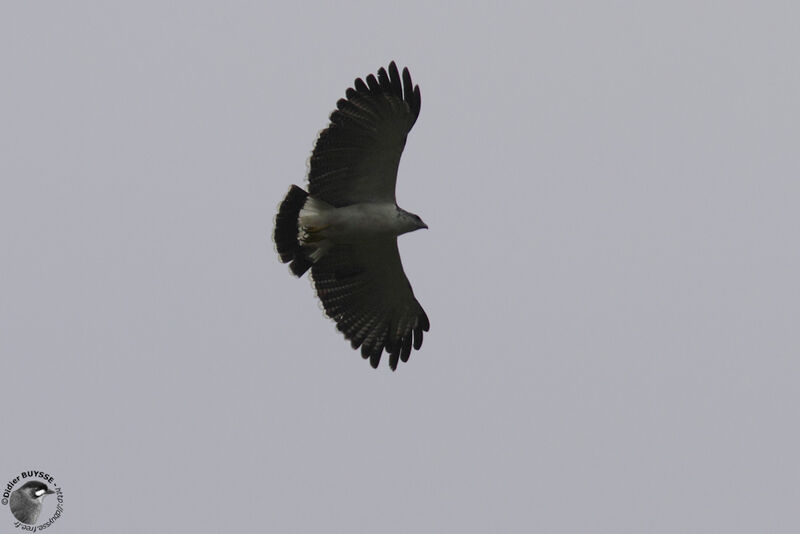 Grey-backed Hawkadult, Flight