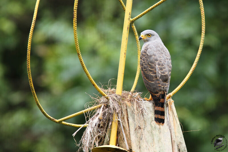 Roadside Hawkadult, identification