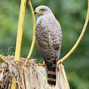 Roadside Hawk