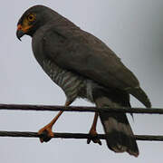 Roadside Hawk