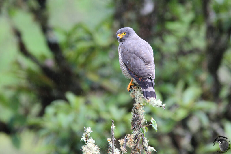 Roadside Hawkadult, identification