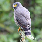 Roadside Hawk