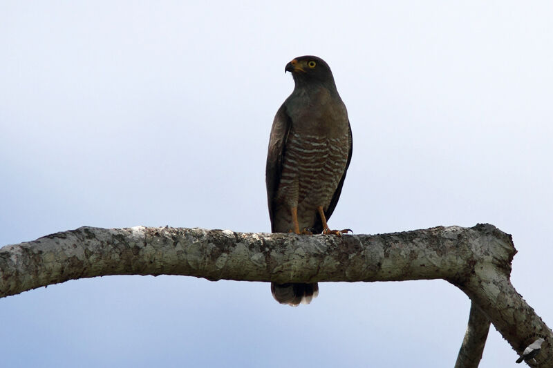 Roadside Hawkadult, identification