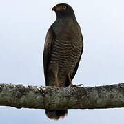 Roadside Hawk