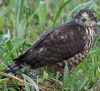 Roadside Hawk