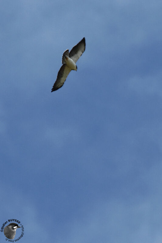 Short-tailed Hawkadult, Flight