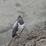 Black-chested Buzzard-Eagle