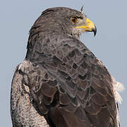 Black-chested Buzzard-Eagle